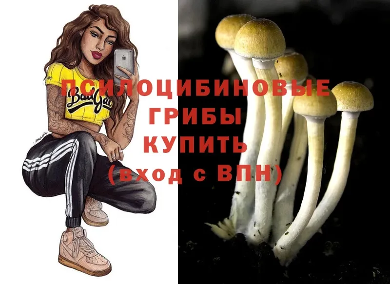 наркотики  Кириши  Псилоцибиновые грибы Psilocybine cubensis 